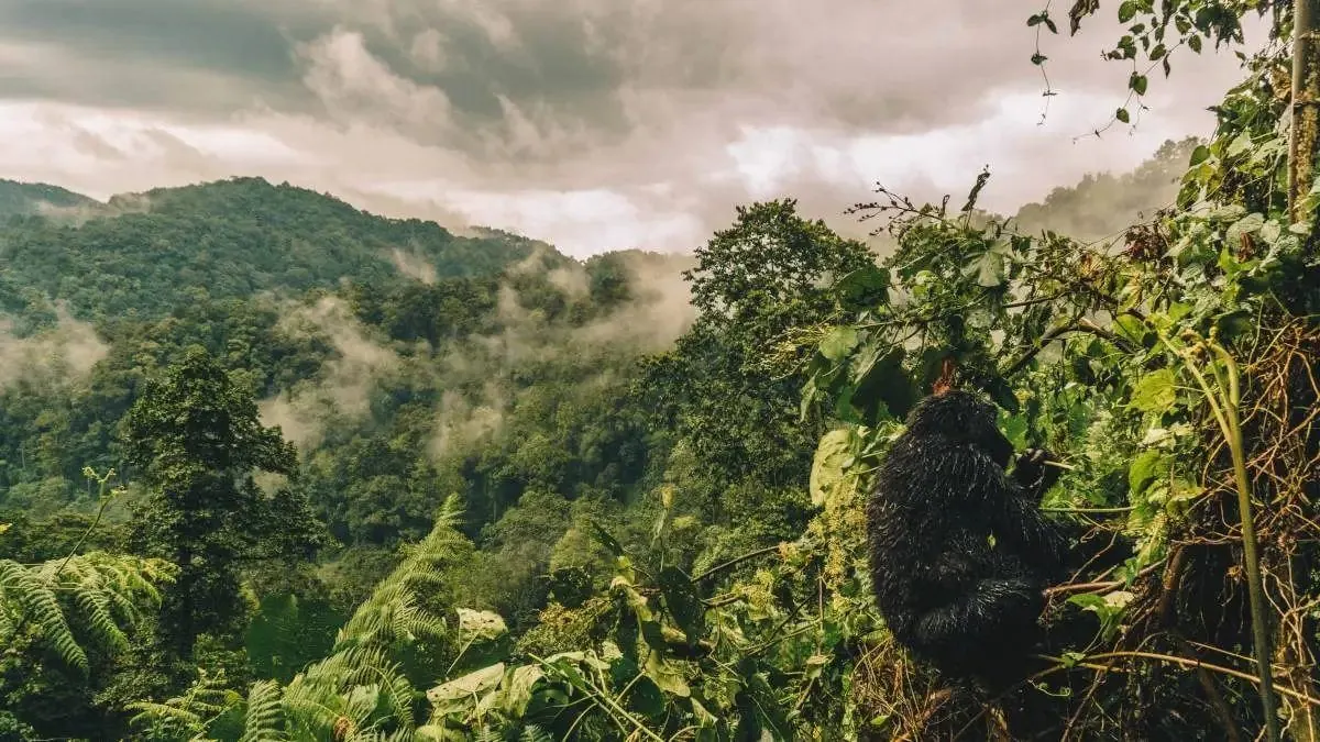 Mountain gorilla in Bwindi Impenetrable Forest, Uganda