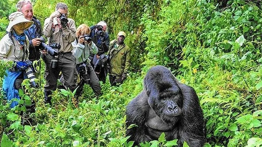 Mountain gorilla trekking in Bwindi