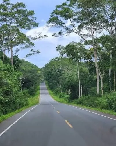Mabira Forest canopy walk