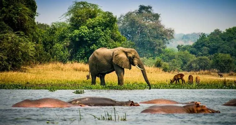 Elephant and hippos at Murchison Falls