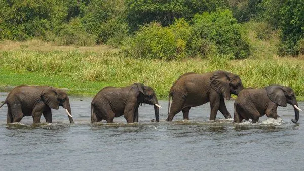 Elephants crossing the Nile at Murchison
