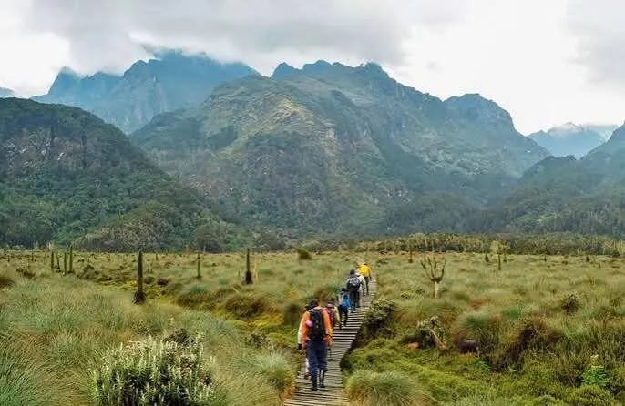 Hikers on a scenic boardwalk trail through the Rwenzori valley