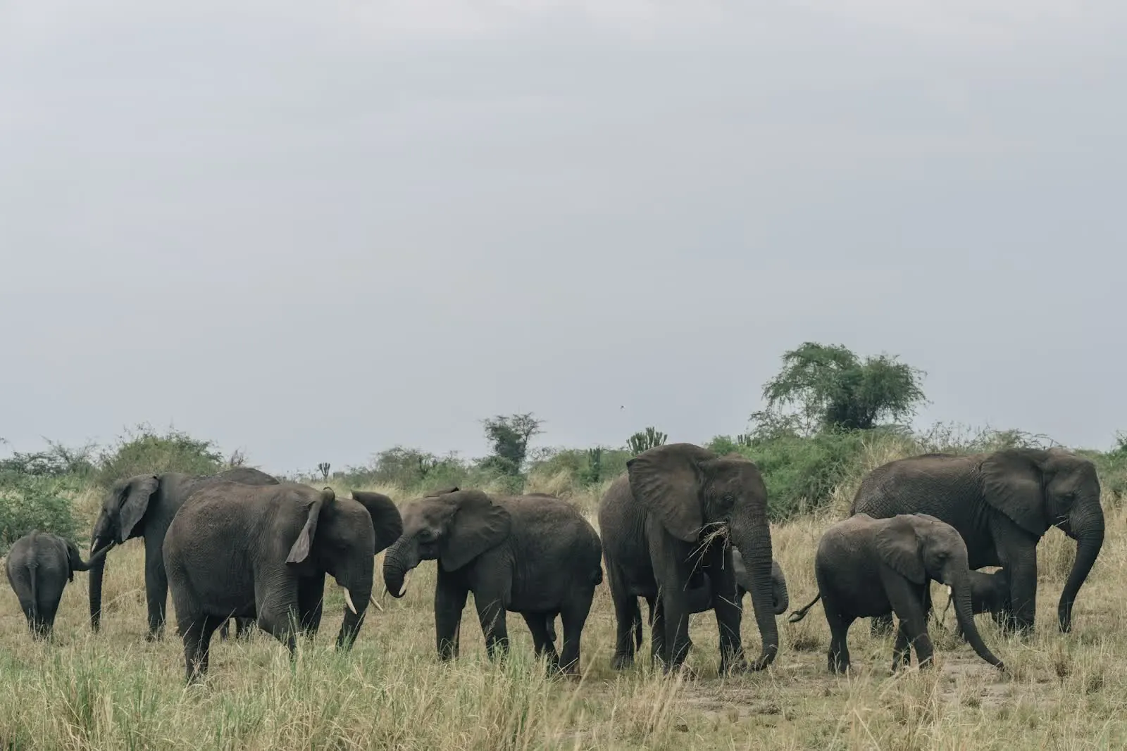 Elephants in Queen Elizabeth National Park, Uganda