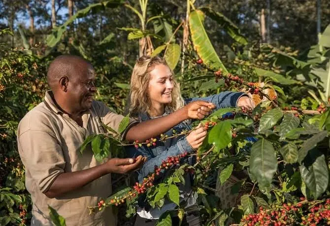 Visitor picking Arabica coffee cherries with a local farmer at Sipi